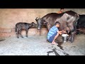 Live Milking 8 दिन की ब्याई और 17 किलो दूध तैयार म