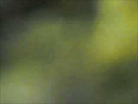 Ambient Video-Near Sighted Ant gets Glasses-Amber Sirk