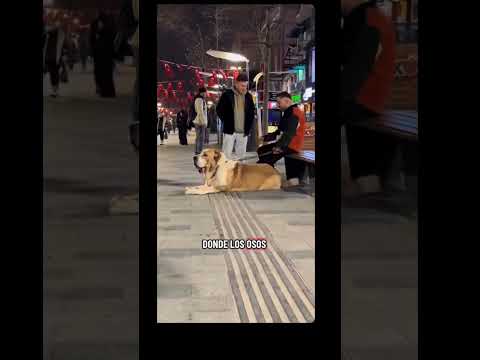 #kangal #viral #puppy #dog #dogs #bestie