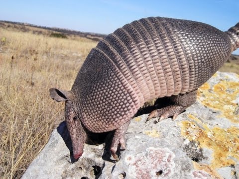 Follow an Armadillo