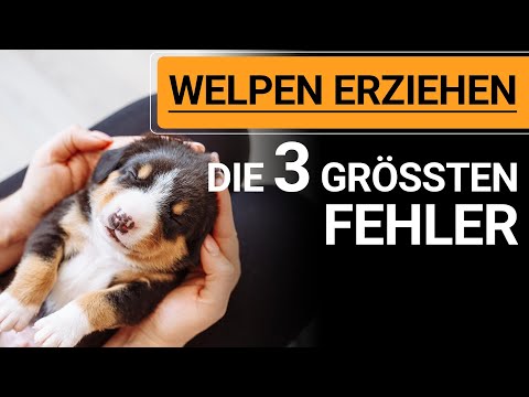 🐕🐶 Avoid these 3 biggest mistakes when training a puppy! 🐕🐶✔️