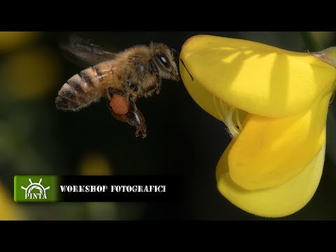 La crema da pigmentary nota risposte evinal Togliere posti di pigmentary su una faccia più