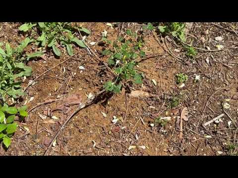 Digger Bees & Carpenter Ants Found Throughout Backyard in Middletown, NJ