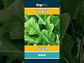 arugula - rúcula video thumbnail