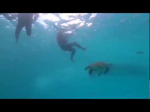 SNORKELING PULAU REDANG