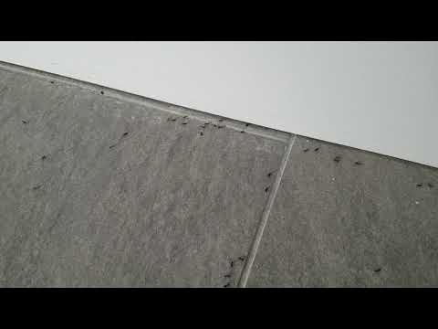 Community Pool Room Infested with Pavement Ants in Freehold, NJ