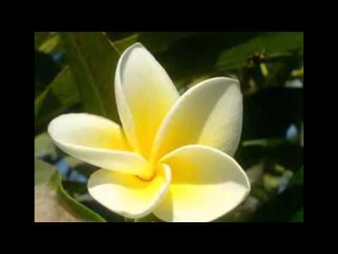 KOL ZONE FT DEZINE FT DJ RAMOS HAITE TAI VANUATU REMIX 2016 🎵