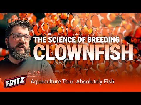 THEY BREED 1000's of Clown Fish for EVERYBODY!