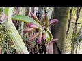 Orchid Garden Update My Orchids Are Spiking Orchid Sales Event This Weekend