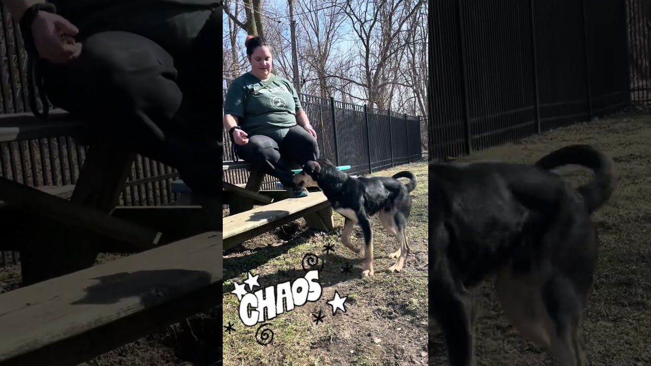 Peter Barker - The Destroyer of Chaos!, a Adoptable mixed breed in South Haven, MI video 6/6