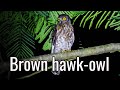 Brown Hawk Owl It S Sounds In Kaziranga Eco Camp Assam India
