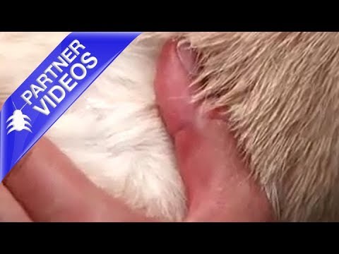  How to Apply Activyl on Your Dog Video 