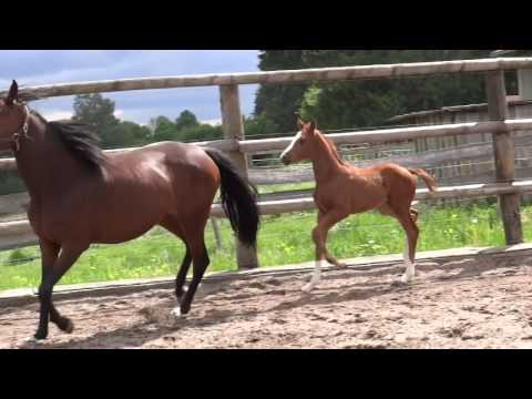 Hengstfohlen von Kannan aus der Bella Coola von Heraldik XX