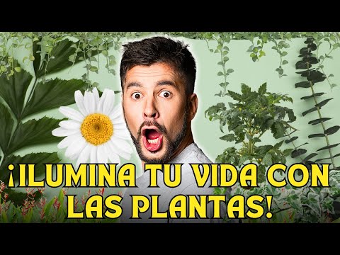 , title : '🏡🌸 Como Elegir LAS MEJORES PLANTAS para tu Hogar o Jardín ¡Destácalo!🏢🌾'