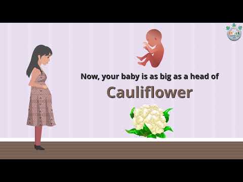 Baby’s Development at 25th Week of Pregnancy Part 1