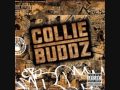 collie buddz wild out