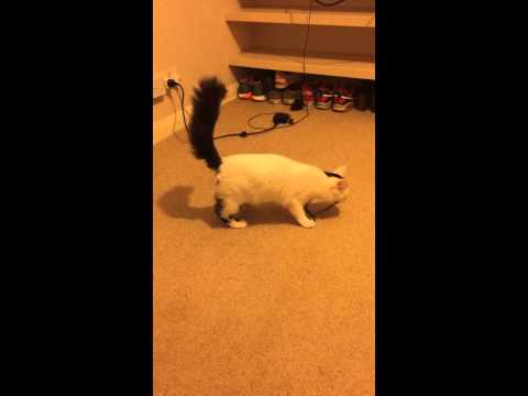 How to teach a cat to fetch