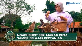 Ngabuburit di Nara Kupu Village, Memberi Makan Rusa Sambil Belajar Alam dan Pertanian