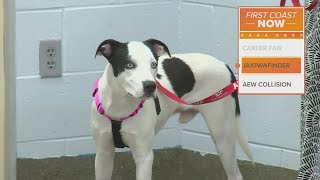 Jacksonville launches app to help pet adopters find their PURRfect match at ACPS