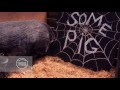 CHARLOTTE S WEB Teaser Trailer