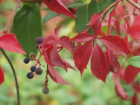 Garden Answer: Virginia Creeper – Parthenocissus Quinquefolia