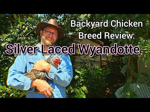 Silver Laced Wyandotte hens