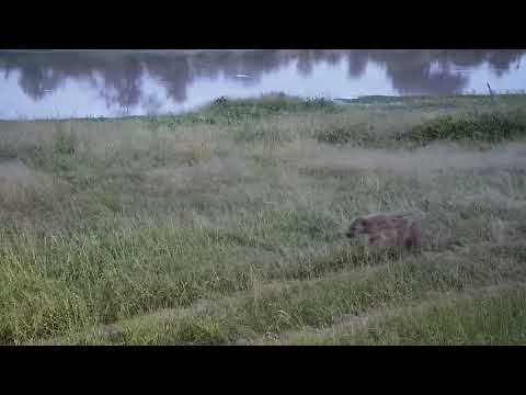 Djuma: Two Hyenas walk by heading towards the lodge - 19:03 - 01/30/2022