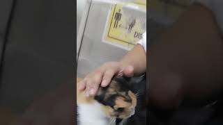 Download lagu nag Pacute Ang Pusa mp3 Download lagu nag Pacute Ang Pusa mp3