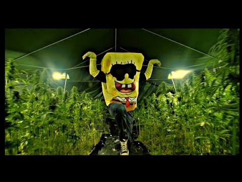 SPONGEBOZZ - Planktonweed ►Planktonweed Tape 17.04.2015◄ (Official Full HD Video)