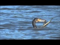 Cormorant Catches And Swallows An Eel
