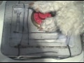 Spy Dog Mission Impossible 5