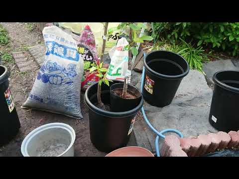 サクランボ台木