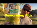 Deworming Pigs W/ Safe-guard Pellets! *Plus An Update on the Chicks*