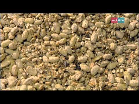 Com'è fatto - Salsa di Soia