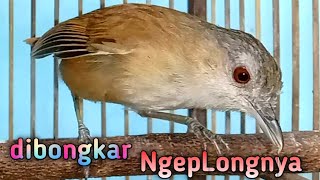 Download lagu dibongkar NgepLongnya bikin pelanduk semak lain emosi spontan buka paruh mp3 Download lagu dibongkar NgepLongnya bikin pelanduk semak lain emosi spontan buka paruh mp3