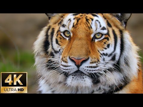 Siberian Tiger Moments for Relaxation / 4K Animal Nature Footage