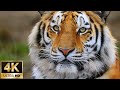 Siberian Tiger Moments For Relaxation 4K Animal Nature Footage