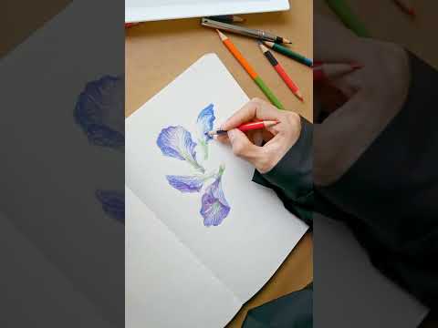 Weekly Flowers Sketch | The Butterfly Pea 💜