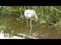 Great Blue Heron Eating A Snake