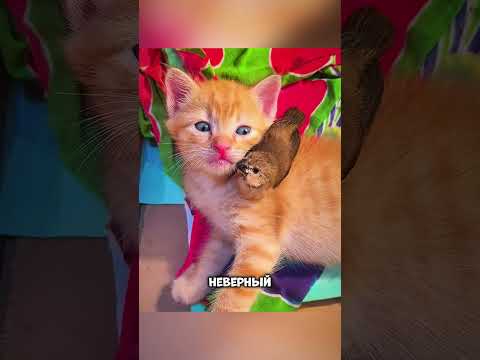 Этот птенец полностью изменил хищника 😳