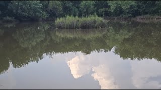 Carrasco Ranch is live Feeding giant catfish