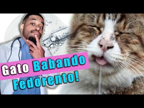 Cat drooling and smelling BAD! What to do?