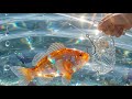 This Chilli Garlic Glass Fish Fry Will Blow Your Mind Satisfying ASMR