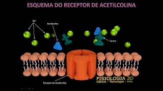 Receptor Ach