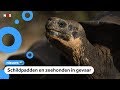 Gezonken boot lekt olie bij bedreigde dieren