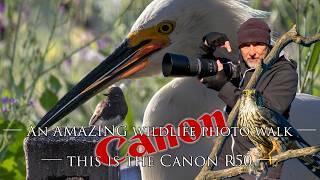 The most amazing wildlife photo walk I have EVER had with the Canon R50 and 600 F11! 🤩