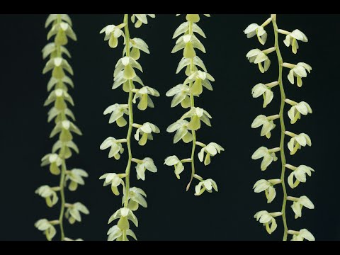 Episode 1 Scented orchids in March 2021. Greenhouse tour.