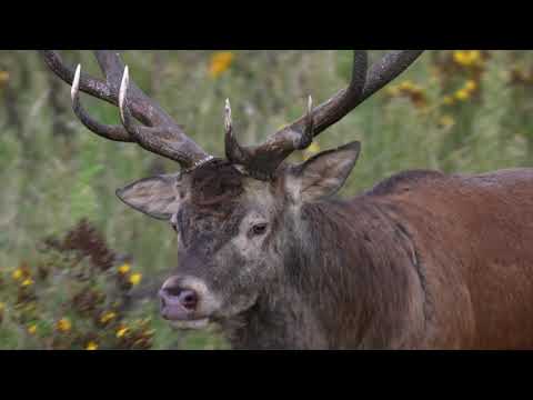 2020 09 19 Der neue Platzhirsch vom Höllengrund