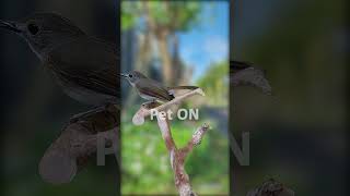 Download lagu Keajaiban Sikatan Rimba Dada Cokelat: Pesona Burung Cantik di Hutan S1E13 #bird #srdc #birdsinging mp3