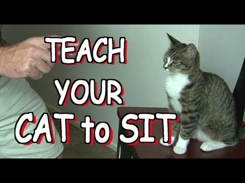 How to teach your cat to SIT - YouTube